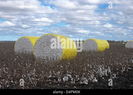 Balle rotonde di raccolto di cotone avvolto in giallo luminoso tra plastica rimane di cotone raccolto sul campo di fattoria vicino a Dalby Queensland Australia Foto Stock