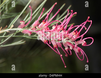 Complesso rosso / fiore rosa e verde pallido delle foglie di Grevillea cultivar 'Flamingo' contro uno sfondo scuro Foto Stock