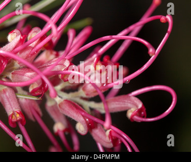 Immagine macro di complessi rosso / fiore rosa di Grevillea cultivar 'Flamingo' , Nativi Australiani impianto contro uno sfondo nero Foto Stock