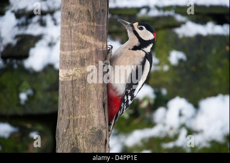 Picchio rosso in corrispondenza di una stazione di alimentazione in un giardino tra la neve. Dendrocopus major. Foto Stock