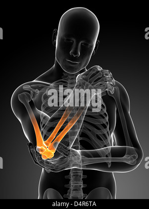 Gomito evidenziata Foto Stock