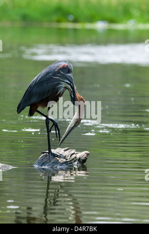 Il Goliath Heron o gigante Heron Ardea goliath a testa in giù in piedi su un albero morto il moncone nel lago Foto Stock