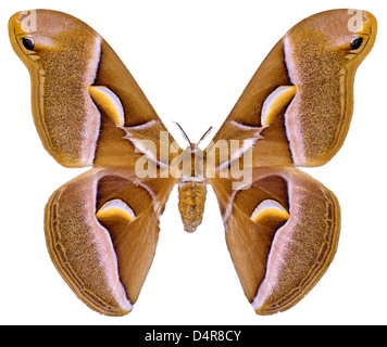 Ailanthus silkmoth butterfly (Samia cynthia) isolato su sfondo bianco, utilizzato per produrre tessuti di seta Foto Stock