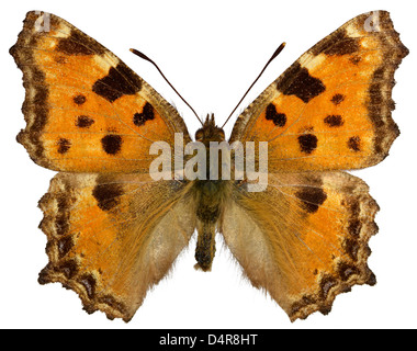 Tale malattia Tortoiseshel o grande tartaruga (Nymphalis polychloros) isolato su sfondo bianco Foto Stock