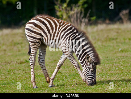 Chapman's Zebra (Equus burchelli chapmani) capretti pascolare Foto Stock