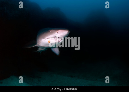 Grigio squalo nutrice Carcharias taurus pesci Rock, a sud-ovest di Rock del Nuovo Galles del Sud, Australia Oceano Pacifico Foto Stock