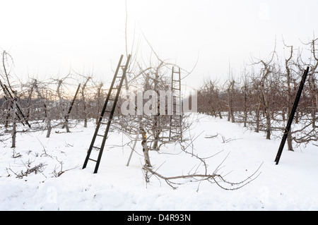 Meleto in inverno, Upstate New York Foto Stock