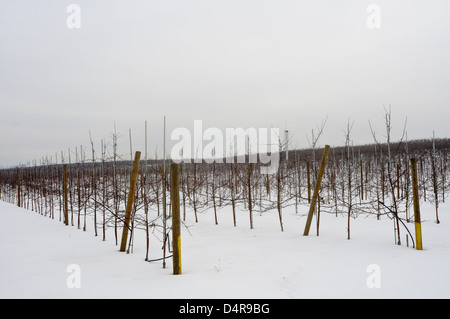 Meleto in inverno, Upstate New York Foto Stock