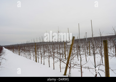 Meleto in inverno, Upstate New York Foto Stock