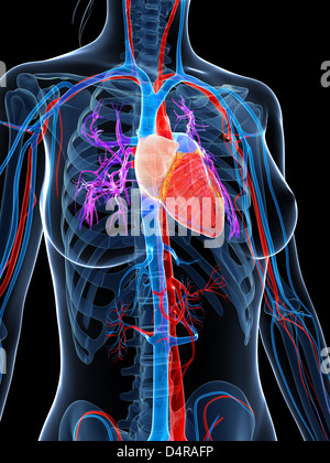 Sistema vascolare umano Foto Stock