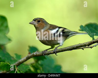 Fringuello ( Fringilla coelebs ) trespoli maschio tra i colorati di foglie di quercia Foto Stock