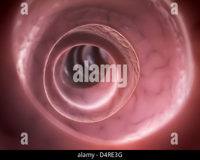 Colon umano - close up Foto Stock