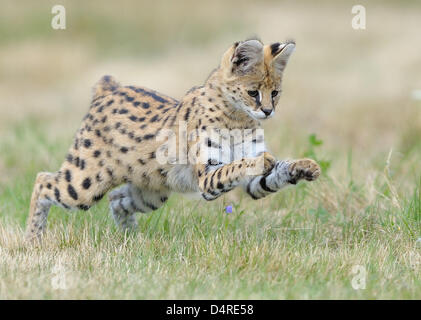 Sei mesi di età Serval Asabi ?? (Lat.: Leptailurus serval) salta intorno in un involucro di un allevatore di Giessen, Germania, 13 agosto 2009. Servals principalmente vivono nelle savane africane. Foto: Uwe Anspach Foto Stock