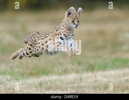 Sei mesi di età Serval Asabi ?? (Lat.: Leptailurus serval) salta intorno in un involucro di un allevatore di Giessen, Germania, 13 agosto 2009. Servals principalmente vivono nelle savane africane. Foto: Uwe Anspach Foto Stock