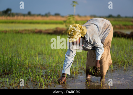 Una donna su una piantagione di riso Foto Stock