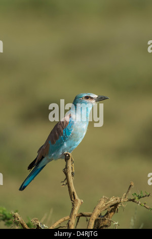 Rullo europea appollaiato su un ramoscello Foto Stock