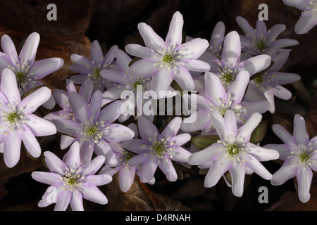 Sharp-Lobed Hepatica fiore primavera effimero Ohio woodland Foto Stock