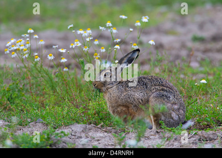 Unione Brown lepre (Lepus europaeus) mangiare fiori in Prato Foto Stock