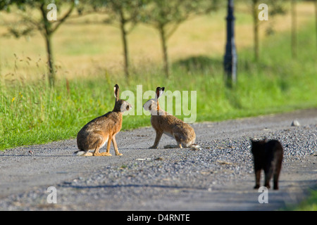 Due comunità Brown lepre (Lepus europaeus) su una strada essendo sgambate da nero gatto domestico Foto Stock