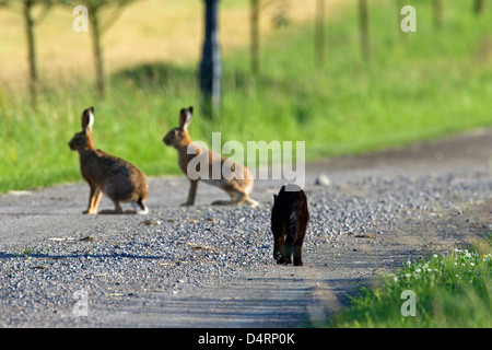 Due comunità Brown lepre (Lepus europaeus) su una strada essendo sgambate da nero gatto domestico Foto Stock