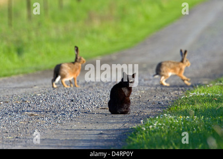 Due comunità Brown lepre (Lepus europaeus) su una strada essendo sgambate da nero gatto domestico Foto Stock