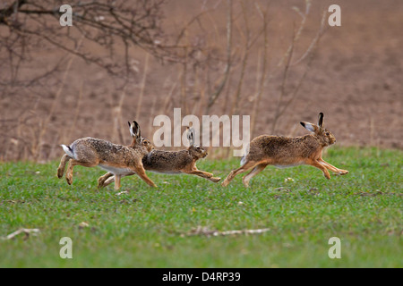 Unione Brown lepre (Lepus europaeus), i maschi a caccia femmina durante la stagione della riproduzione in primavera Foto Stock