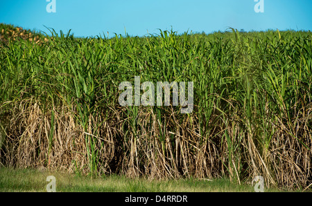 Un campo di canna da zucchero Barbabietole su una piantagione di Barbados, dei Caraibi Foto Stock