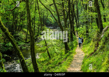 Persone che camminano attraverso gli alberi in Barton Wood sulla riva del fiume East Lyn, Exmoor National Park vicino a Rockford, Devon, Inghilterra. Foto Stock