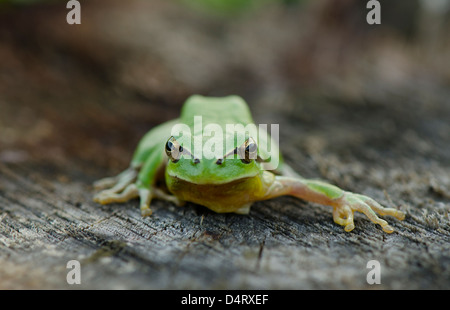 Mediterraneo Raganella o Stripeless raganella, Hyla meridionalis, Andalusia, Spagna. Foto Stock