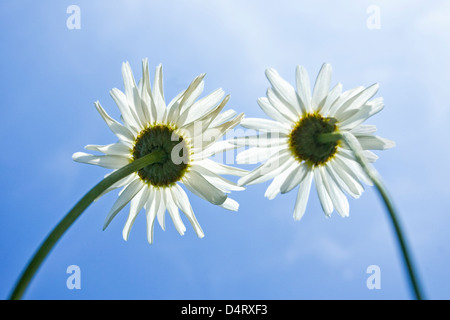 Due Shasta Daisy fiori contro il cielo blu Foto Stock