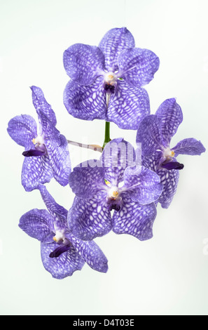 Blue Orchid Vanda Foto Stock