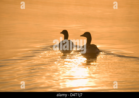 Coppia di oche Graylag presso Sunrise Anser anser su Hickling Broad Norfolk Foto Stock