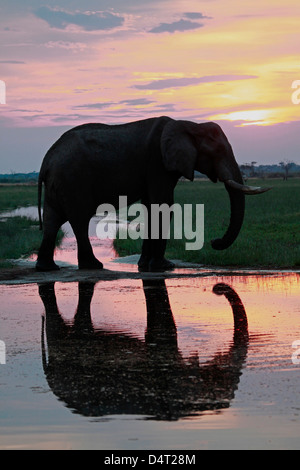 Il Botswana, Savute. La riflessione di elefante in Chobe National Park. Foto Stock