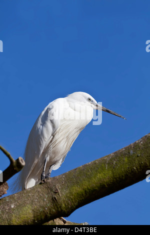 Piccolo Egret arroccato in un albero con spazio di copia. Foto Stock