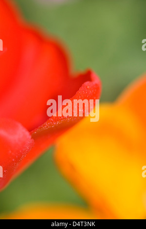 Close Up di rosso e arancio tulipani con gocce di rugiada Foto Stock
