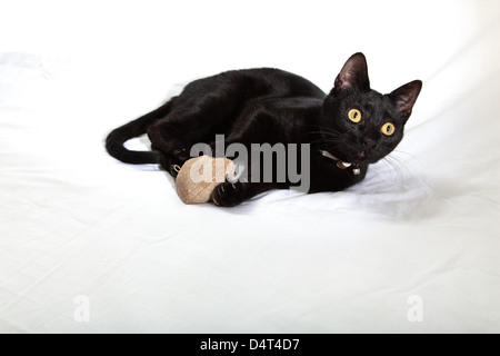Gatto nero su sfondo bianco a giocare con il giocattolo erba gatta mouse Foto Stock