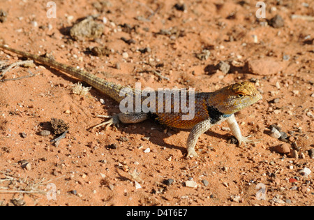 Desert Spiny Lizard (magister dello scopolio), uomo adulto che si riscalda su un terreno sabbioso, Grand Staircase Escalante National Monument, Utah, USA Foto Stock