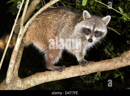Procione selvatico (Procion Lotor) sul ramo dell'albero di notte. Foto Stock