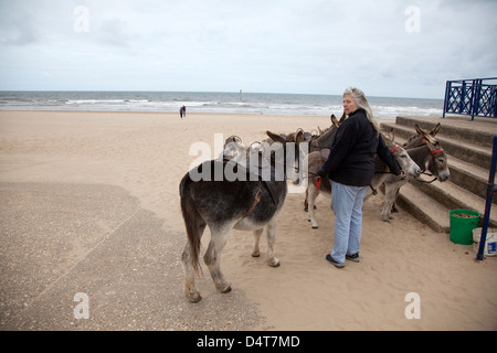 Mablethorpe, Regno Unito, una donna con gli asini sulla spiaggia Foto Stock