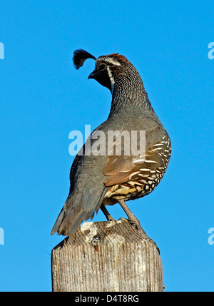 Quaglia su un post, il Crystal Cove, CA Foto Stock