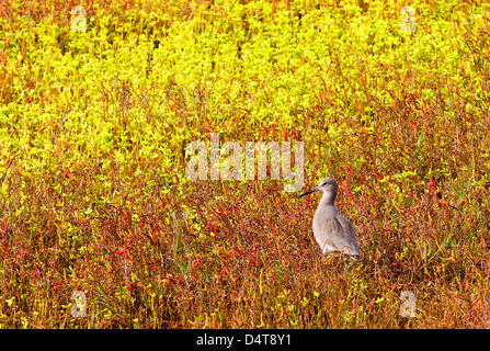 Willet in un prato di fiori Foto Stock