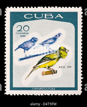 Francobollo da Cuba raffiguranti uccelli canori. Foto Stock