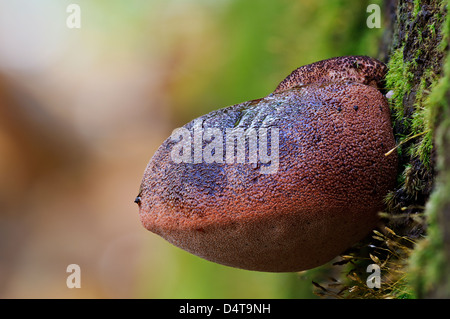 Un giovane e fresca corpo fruttifero di bistecca di manzo fungo (Fistulina hepatica) che cresce sull'segato di estremità di un log in Clumber Park Foto Stock