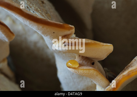Close-up di un singolo raindrop bilanciato su le fronde di un gigante polypore (Meripilus giganteus) cresce in Clumber Park Foto Stock