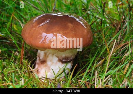 Un umido scivoloso jack (fungo Suillus luteus) cresce in prati in Clumber Park, Nottinghamshire. Ottobre. Foto Stock