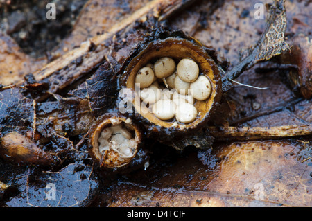 Corpi fruttiferi di Common Bird's Nest fungo (Crucibulum laeve) dopo i tappi sono venuti fuori per rivelare le " uova " all'interno. Foto Stock