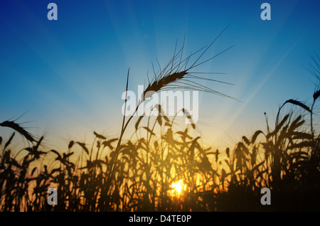 Spighe di grano contro il cielo blu con il tramonto del sole Foto Stock