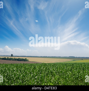 Il mais verde campo sotto il cielo blu e nuvole Foto Stock