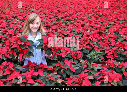 Marja-Liisa Solterbeck, tirocinante presso la Camera dell' agricoltura, sorge tra red poinsettia presso il vivaio Beckmann in Goennebek vicino a Neumunster, Germania, 29 ottobre 2009. Circa un milione di Poinsettia piante sono attualmente prospera in circa 300 vivai di Schleswig-Holstein. La pianta messicana la punta di diamante della lista del tedesco?s preferiti impianti di casa. Foto: CARSTEN REHDER Foto Stock