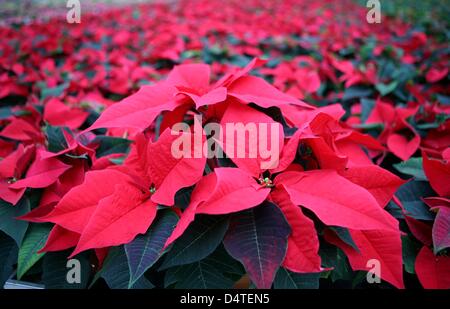 Red poinsettia stand presso il vivaio Beckmann in Goennebek vicino a Neumunster, Germania, 29 ottobre 2009. Circa un milione di Poinsettia piante sono attualmente prospera in circa 300 vivai di Schleswig-Holstein. La pianta messicana la punta di diamante della lista del tedesco?s preferiti impianti di casa. Foto: CARSTEN REHDER Foto Stock